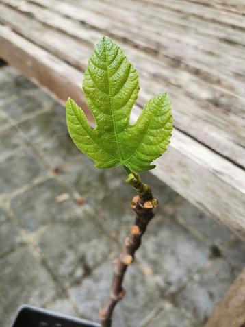 Jonge vijgenboom - gezonde plant.  beschikbaar voor biedingen