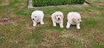 Golden Retriever pups, Golden retriever, België, CDV (hondenziekte), 8 tot 15 weken