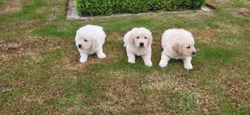 Golden Retriever pups beschikbaar voor biedingen