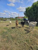 5 alpaca merries te koop, Dieren en Toebehoren, Overige Dieren, April, Vrouwelijk
