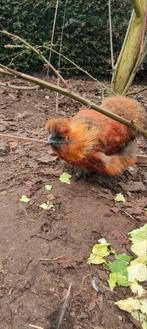 USA zijdehoen, Dieren en Toebehoren