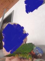 Lory v d blauwe bergen tam, Papegaai, Tam