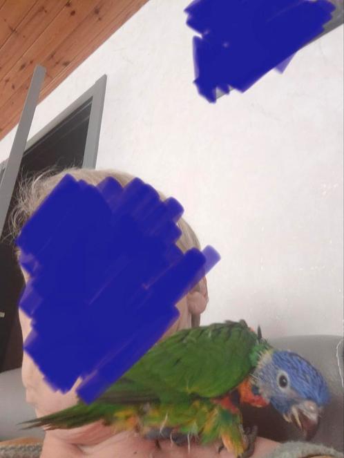 Lory v d blauwe bergen tam, Dieren en Toebehoren, Vogels | Parkieten en Papegaaien, Papegaai, Tam