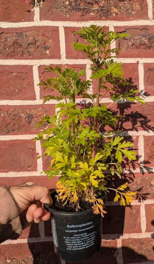 Moederkruid (plant), Tuin en Terras, Planten | Tuinplanten, Ophalen
