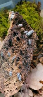 Isopods, Dieren en Toebehoren, Overige soorten