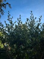 Olijfboom, Tuin en Terras, Ophalen, Olijfboom