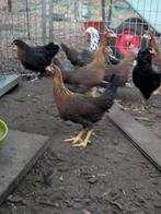 Leghorn patrijs kleurig