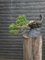 Juniperus Itoigawa bonsai, Bloeit niet, Halfschaduw, Overige soorten, Minder dan 100 cm