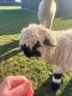 Walliser blacknose ram (syriel), Dieren en Toebehoren