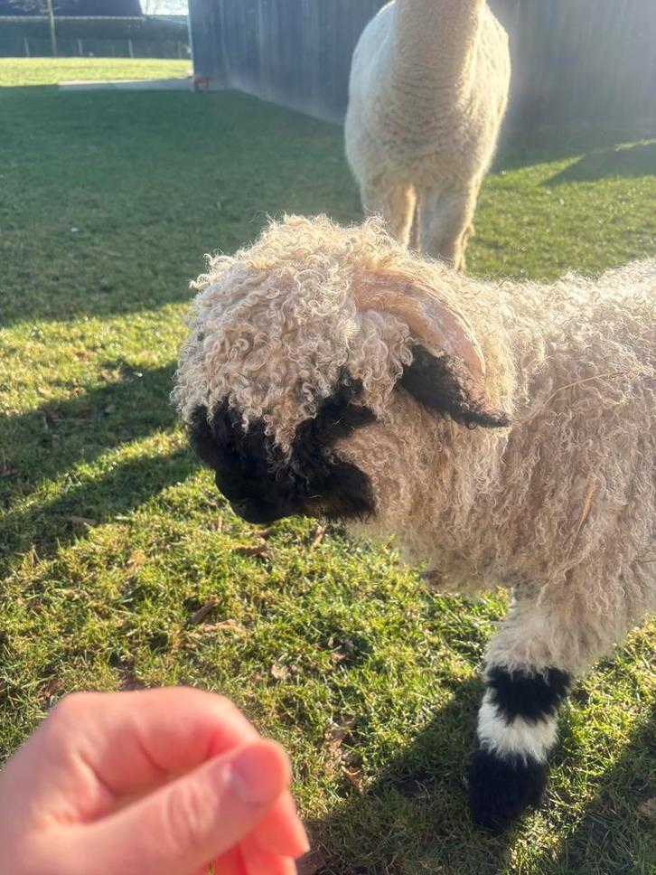 Walliser blacknose ram (syriel), Dieren en Toebehoren, Schapen, Geiten en Varkens