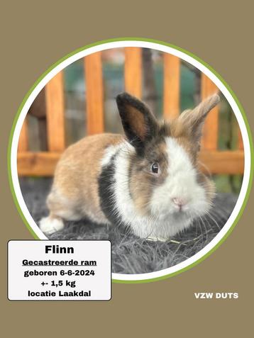 TER ADOPTIE GECASTREERDE RAM beschikbaar voor biedingen