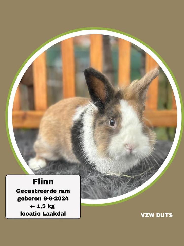 TER ADOPTIE GECASTREERDE RAM, Dieren en Toebehoren, Konijnen