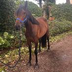 Leuke merrie van 3,5 jaar en 1,47, Merrie