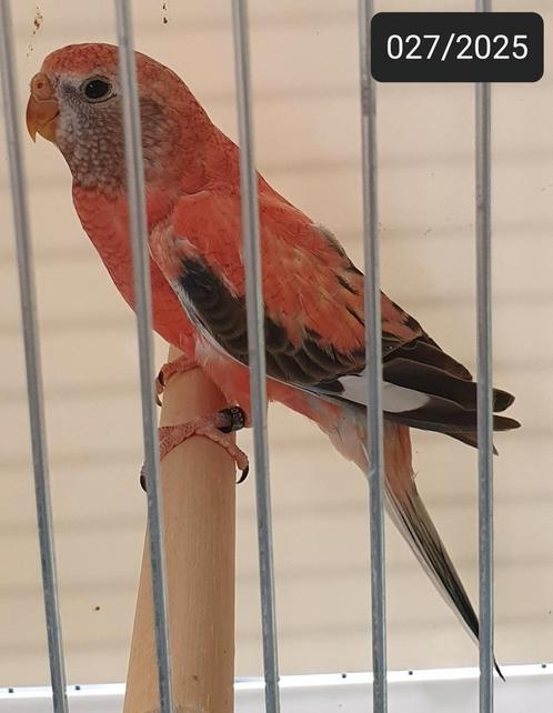 1-1-0 Opaline(roze) bourkes parkieten 2025 ek, Dieren en Toebehoren, Vogels | Parkieten en Papegaaien, Parkiet, Meerdere dieren