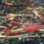 Rode garnalen neocaridina vuurgarnalen