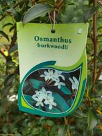 6 Plantes / arbustes - osmanthe de Burkwood, Jardin & Terrasse, Plantes | Arbustes & Haies, 100 à 250 cm, Enlèvement, Autres espèces