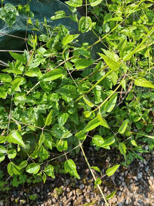 Bosrank- clematis vitalba, Jardin & Terrasse, Plantes | Arbustes & Haies, Enlèvement ou Envoi