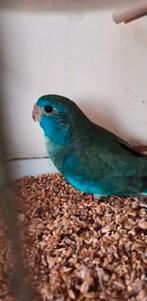 Splendid poppen, Dieren en Toebehoren, Vogels | Parkieten en Papegaaien, Geringd