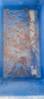Nakweek van echte Japanse koi's 4-7cm, Dieren en Toebehoren, Vissen | Vijvervissen, Karper of Koi