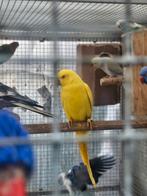 Gele pop halsband 4 j bewezen pop, Dieren en Toebehoren, Vogels | Parkieten en Papegaaien
