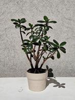 Crassula Ovata in keramieken pot., Ophalen