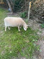 Schaap te koop, Schaap