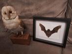Opgezette,UIL,VLEERMUIS, Verzamelen, Ophalen of Verzenden