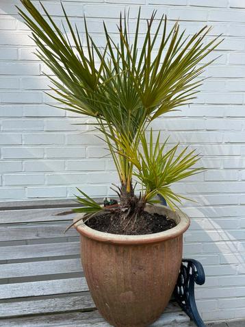 Palm in pot beschikbaar voor biedingen