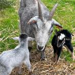 diverse jonge geitjes met de moeder, Dieren en Toebehoren, Schapen, Geiten en Varkens, Meerdere dieren, Geit, 0 tot 2 jaar