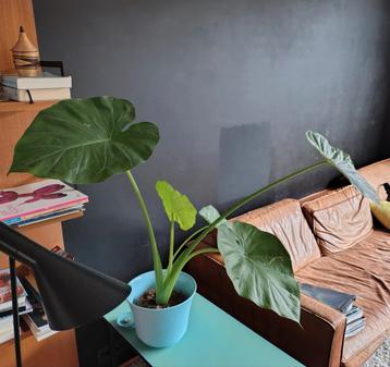 Alocasia olifantsoor  beschikbaar voor biedingen