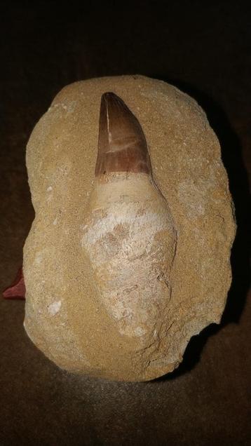 Dent de mosasaure dans une matrice #2, Enlèvement ou Envoi, Fossile