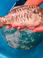 Valkenswaard spiegel karpers