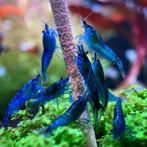 Blauwe garnalen/Blue diamonds Rili mix, Animaux & Accessoires, Poissons | Poissons d'aquarium, Homard, Crabe ou Crevette, Poisson d'eau douce
