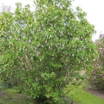 Pimpernoot, Tuin en Terras, Planten | Bomen, Ophalen