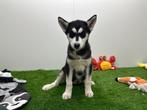 Siberische Husky pups, België, CDV (hondenziekte), 8 tot 15 weken, Poolhond