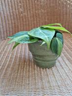 philodendron Brazil, Ophalen of Verzenden