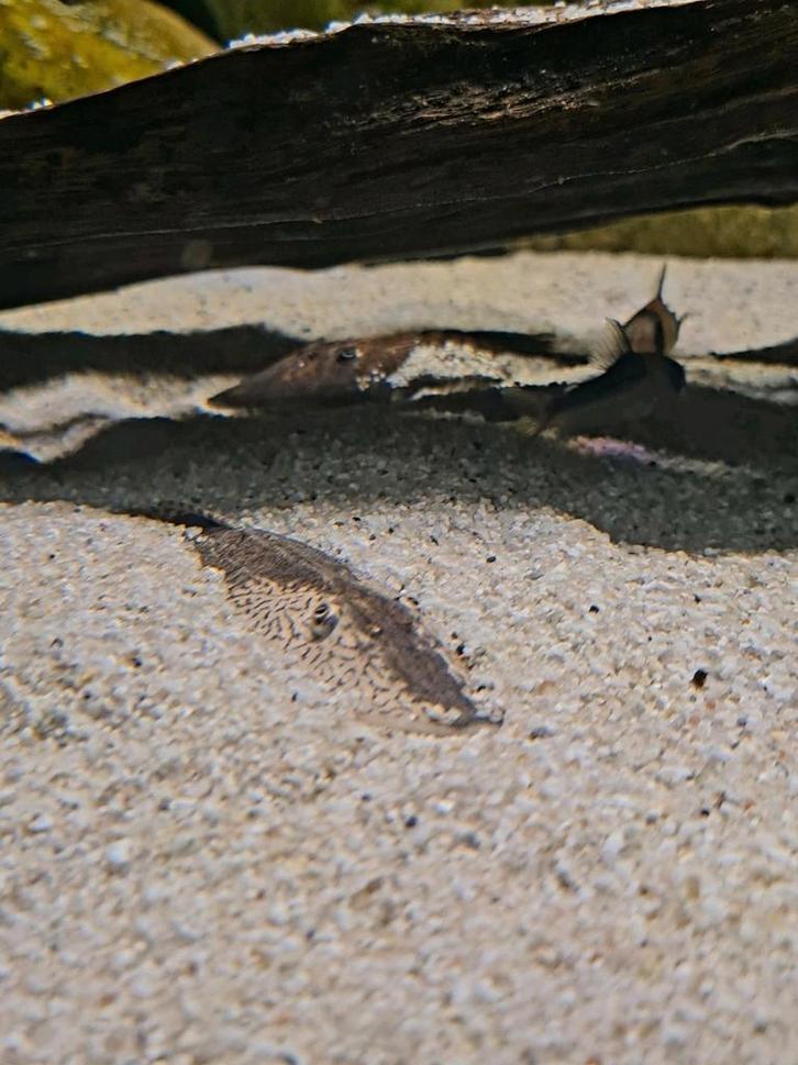 Pseudohemiodon apithanos, Dieren en Toebehoren, Vissen | Aquariumvissen