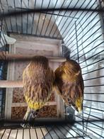 Glosters: 2 intensieve consort poppen 2024 , 50€/beide, Dieren en Toebehoren, Vogels | Kanaries