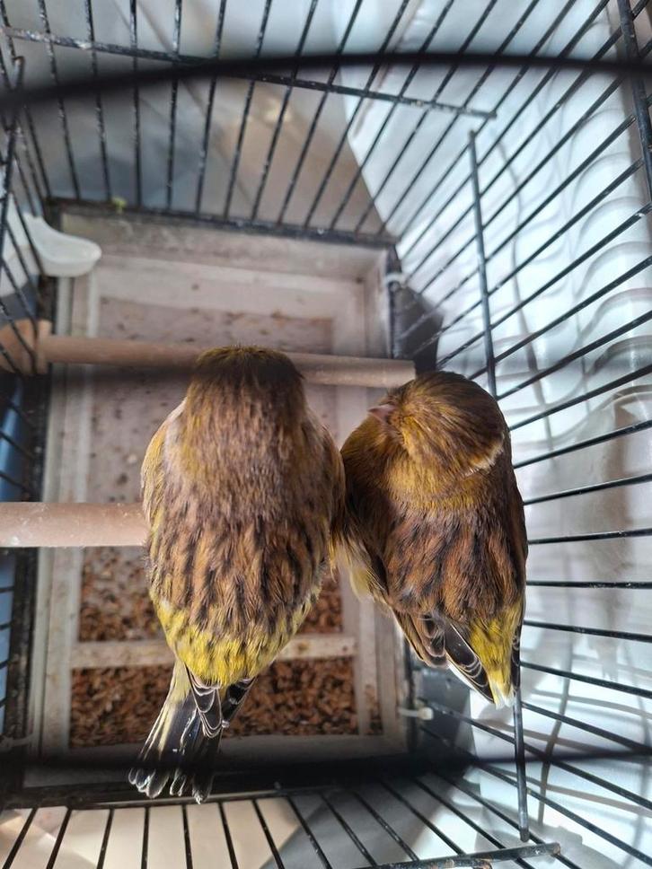 Glosters : 2 poupées Intensive Consort 2024, 50 €/les deux, Animaux & Accessoires, Oiseaux | Canaris