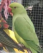hasblandparkiet, Dieren en Toebehoren, Parkiet