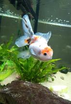 Oranda Calico, Dieren en Toebehoren, Vis