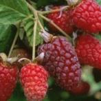 Reuze-Frambozen, vruchten van Juli tot November (Tayberry), Plein soleil, Enlèvement ou Envoi, Plantes fruitières, Été
