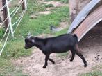 Bokje, Dieren en Toebehoren, Schapen, Geiten en Varkens, Mannelijk, Geit, 0 tot 2 jaar