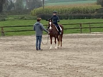D-pony bomproof voor beginners beschikbaar voor biedingen