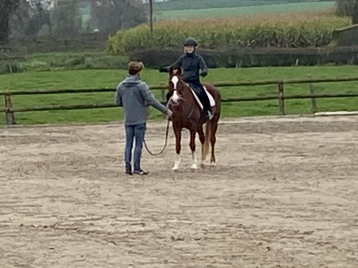 D-pony bomproof voor beginners, Animaux & Accessoires, Chevaux & Poneys | Produits de soin, Comme neuf, Enlèvement