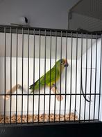 Pyrrhura aurea mannelijk, Dieren en Toebehoren, Mannelijk, Papegaai