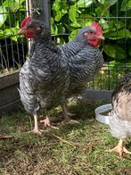 3 haantjes (Mechelse Koekoek), Dieren en Toebehoren