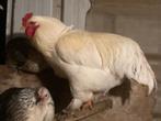 Kweekhaan Brahma, Dieren en Toebehoren, Mannelijk, Kip