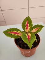 Coleus, Ophalen