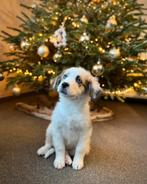 Beaux chiots Border Collie x Saint Bernard, Chienne, Belgique, Colley, Plusieurs